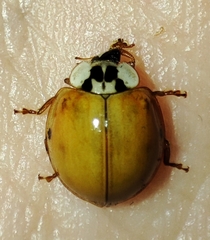 Coccinellini