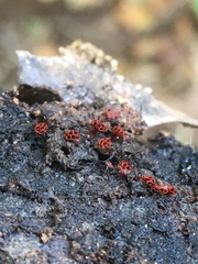 Metatrichia vesparium