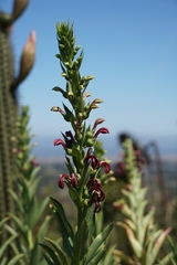 Lobelia polyphylla