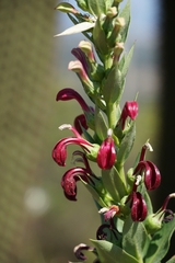 Lobelia polyphylla