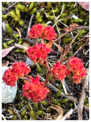 Crassula glomerata