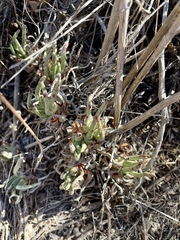 Dudleya edulis