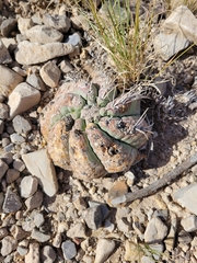 Echinocactus horizonthalonius