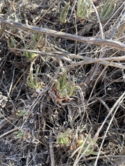 Dudleya edulis