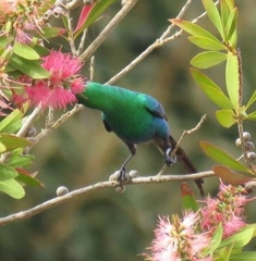 Nectarinia famosa