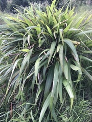 Setaria megaphylla
