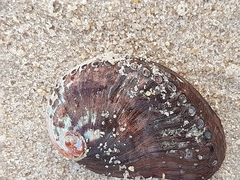 Haliotis spadicea