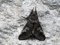 Diloba caeruleocephala