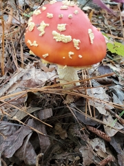 Amanita