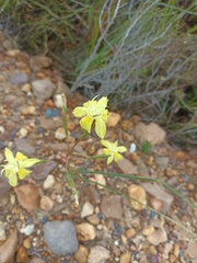 Moraea bituminosa