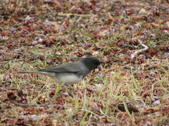 Junco hyemalis