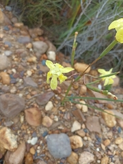 Moraea bituminosa