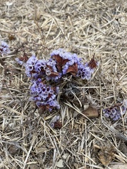 Limonium