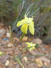 Moraea bituminosa