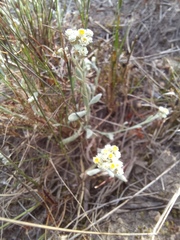 Helichrysum italicum