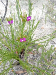 Polygala