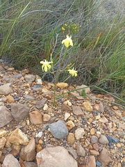 Moraea bituminosa