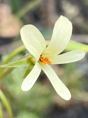 Pelargonium elongatum
