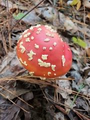 Amanita