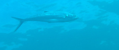 Scomberoides lysan