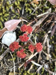 Crassula glomerata