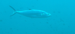 Scomberoides lysan