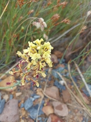 Tritoniopsis parviflora