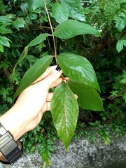 Callicarpa formosana formosana
