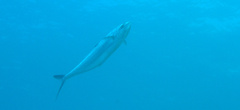 Scomberoides lysan