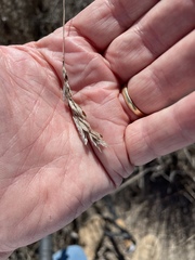 Bromus hordeaceus