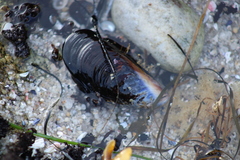 Mytilus californianus