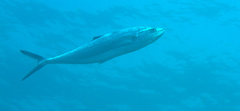 Scomberoides lysan