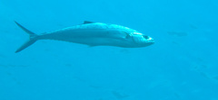 Scomberoides lysan
