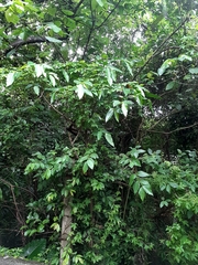 Callicarpa formosana formosana
