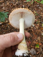 Amanita