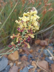 Tritoniopsis parviflora