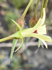 Pelargonium elongatum