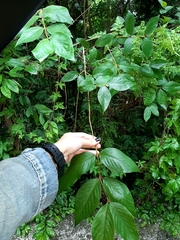 Callicarpa formosana formosana