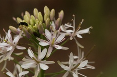 Thelypodium wrightii