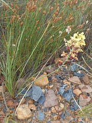 Tritoniopsis parviflora