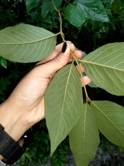 Callicarpa formosana formosana