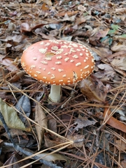 Amanita