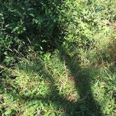 Microstegium ciliatum