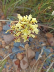 Tritoniopsis parviflora