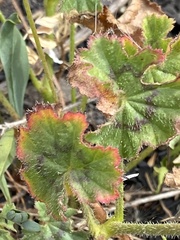 Pelargonium elongatum