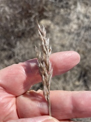 Bromus hordeaceus