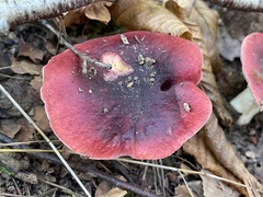 Russula