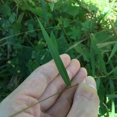 Microstegium ciliatum