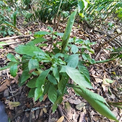 Psychotria carthagenensis