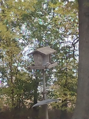 Poecile atricapillus